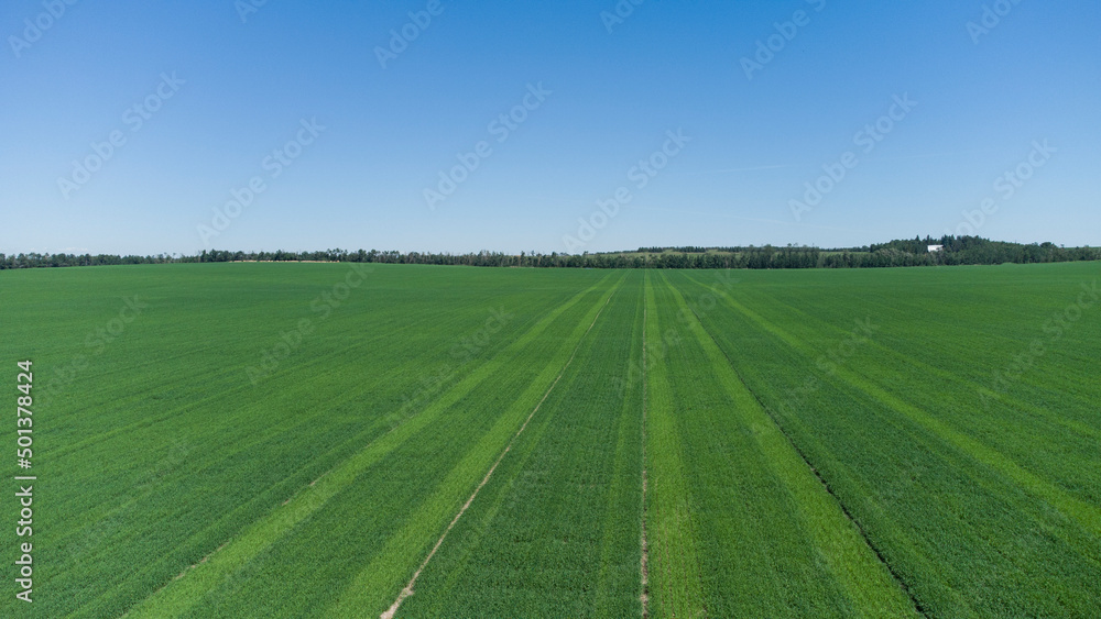 Green summer field with blue sky Green summer field with blue sky