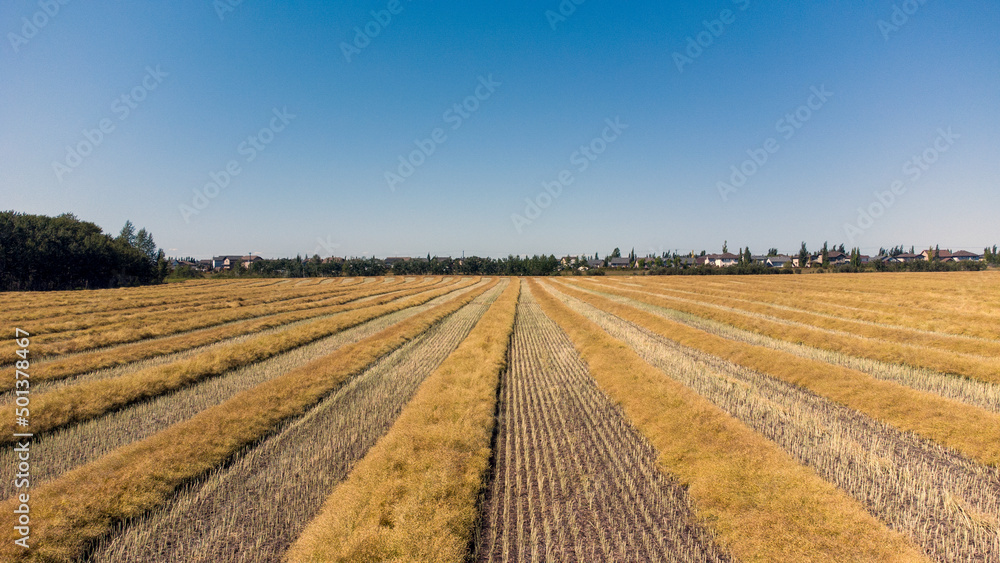 Fall wheat fields ready to be harvested