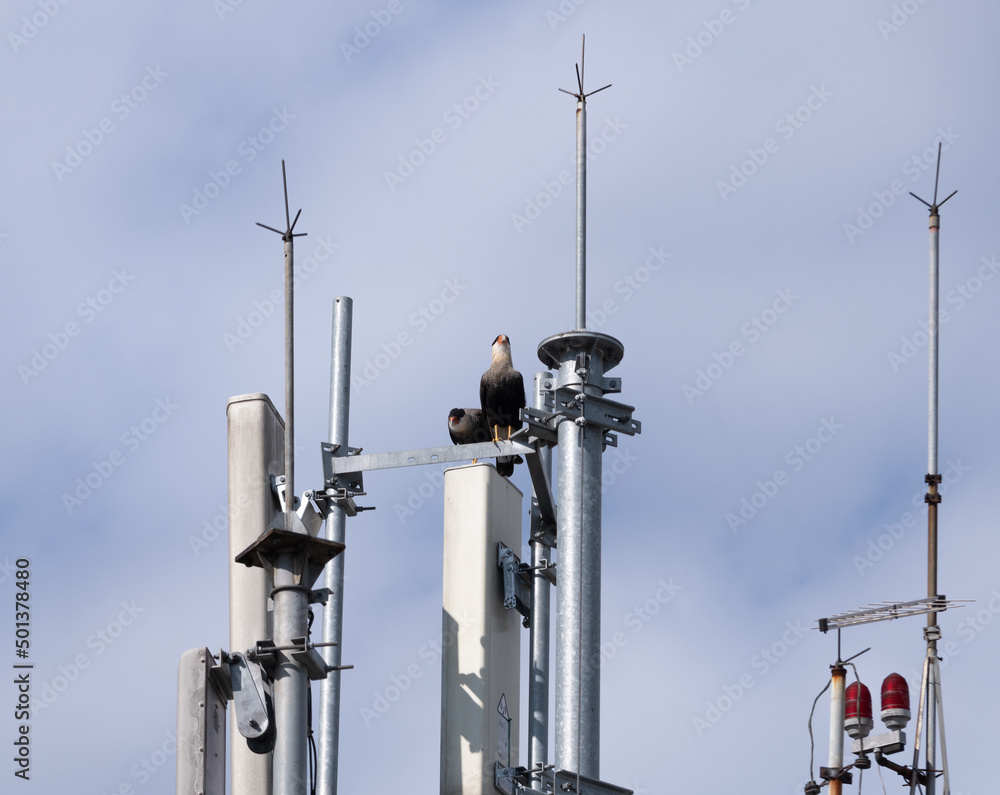 Carcaras perched on an antenna over a building in front of cloudy skies Carcaras perched on an antenna over a building in front of cloudy skies
