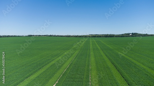 Green summer field with blue sky