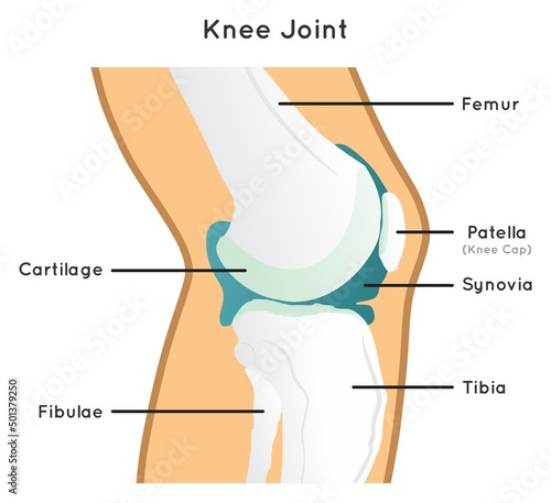 Knee joint structure and anatomy infographic diagram including parts femur tibia fibulae and patella bones also synovia and cartilage for medical science education clinics and healthcare vector