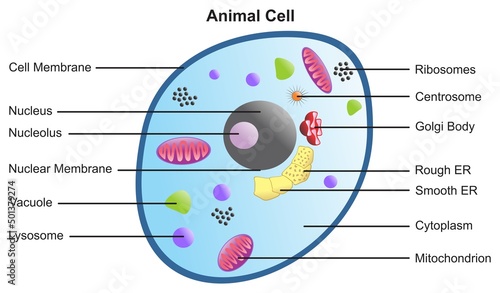 Animal cell anatomical structure with all parts including cell membrane nucleus nucleolus vacuole lysosome ribosome golgi body cytoplasm and mitochondrion for basic biology science education vector photo