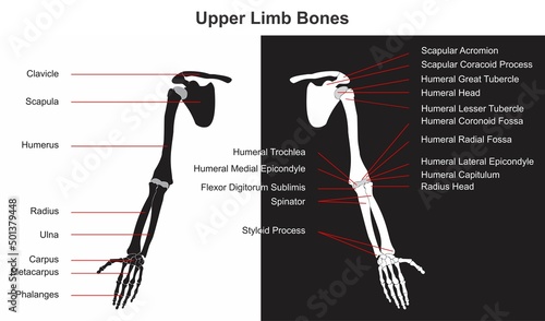 Human upper limb bones infographic diagram name of bones and appendages including clavicle scapula humerus radius ulna carpus metacarpus phalanges vector for anatomy science education and healthcare photo