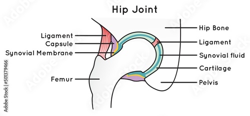 Infographic diagram of hip joint anatomy with parts labeled including hipbone ligament capsule synovial membrane fluid cartilage pelvis and femur for anatomical science education and healthcare vector photo