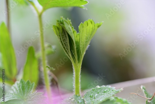 Green wet growing strawberryleaf after rain