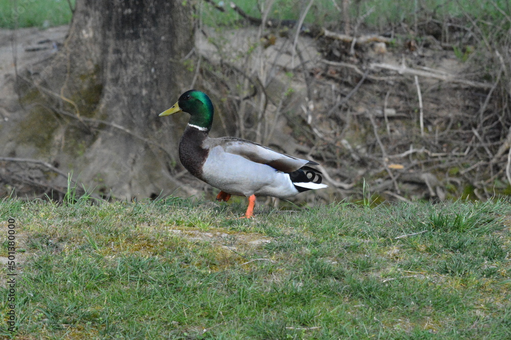 Natural BEAUTY
River, Deer, Geese, Ducks and Beaver Natural BEAUTY
River, Deer, Geese, Ducks and Beaver