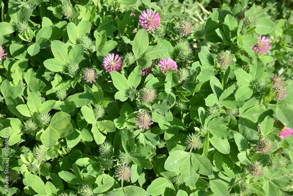 Trifolium medium au printemps