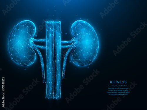 Polygonal vector illustration of human kidneys on a dark blue background. Internal organ low poly design. Nephrology or urology medical banner, template or background.