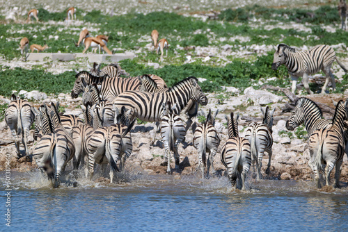 Zebra drinking water at Okaukuejo waterhole  Etosha National Park  Namibia