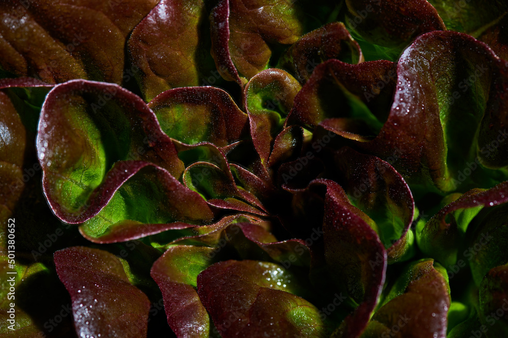 Leaves of red butterhead lettuce, Lactuca sativa, close up. Background