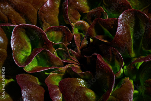 Canvastavla Leaves of red butterhead lettuce, Lactuca sativa, close up