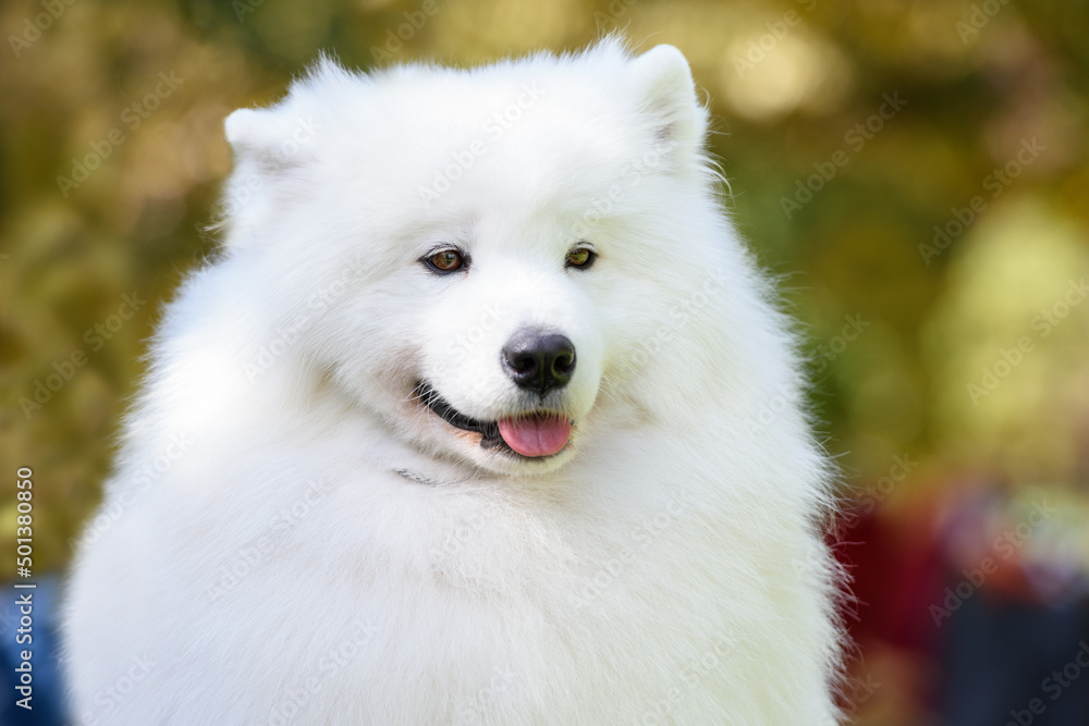 Portrait of a Samoyed dog breed close-up on a background of trees. The dog sticks out his tongue and smiles.