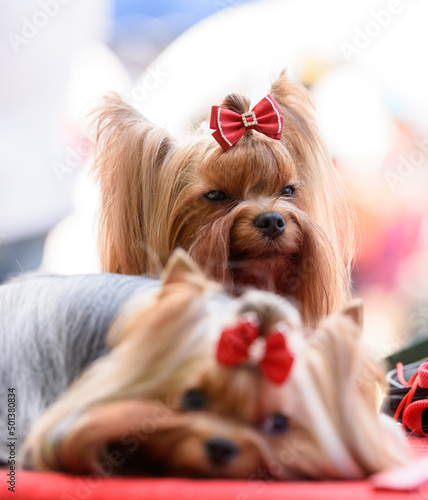 Two Yorkshire terriers with red bows on a red bedding. One dog is lying, the other is sitting. Focus on the sitting terrier.