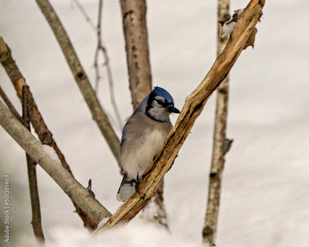Naklejka premium Blue Jay Bird Photo and Image. Close-up perched on a branch with a blur forest background in the winter season environment and habitat surrounding displaying blue feather plumage wings. Portrait.