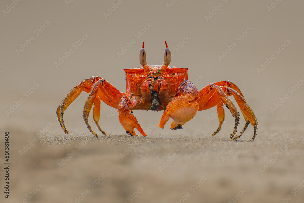 Painted ghost crab, cart driver crab, Ocypode gaudichaudii, on the beach. Isla de la Plata, Machalilla national park, Ecuador Painted ghost crab, cart driver crab, Ocypode gaudichaudii, on the beach. Isla de la Plata, Machalilla national park, Ecuador