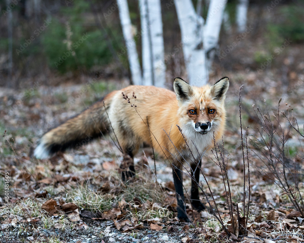 Red Fox Photo Stock. Fox Image. Close-up profile view in the spring season with blur forest background in its environment and habitat. Picture. Portrait. Photo. Red Fox Photo Stock. Fox Image. Close-up profile view in the spring season with blur forest background in its environment and habitat. Picture. Portrait. Photo.