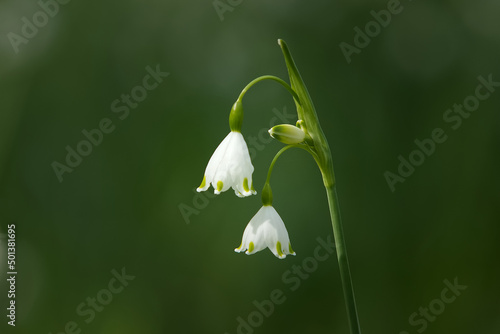 The Blossoms of Leucojum aestivum, also known as summer snowflake or Loddon lily. Landscape closeup with blurred background.