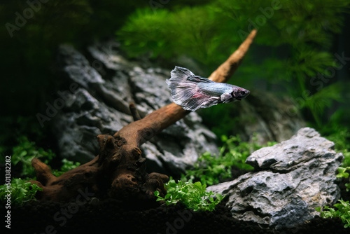 Small beautiful guppy fish swimming in an underwater world photo