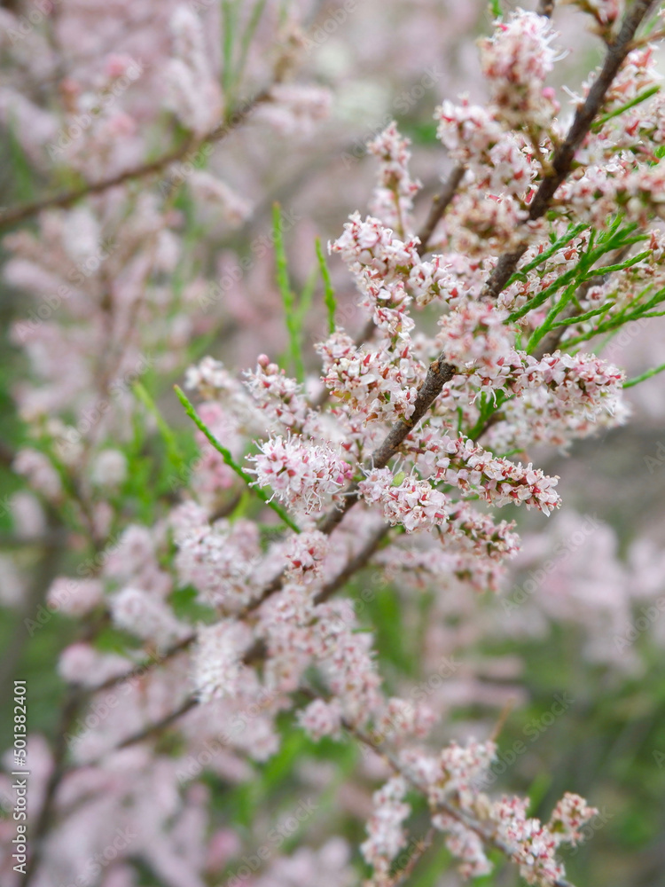 Blooms of four stamen tamarisk growing outside in the garden. Faded pink colour. For backgrounds and backdrops Blooms of four stamen tamarisk growing outside in the garden. Faded pink colour. For backgrounds and backdrops