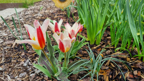 Low-growing variety of tulip with wide striped leaves and red-yellow flower - Kaufman tulip