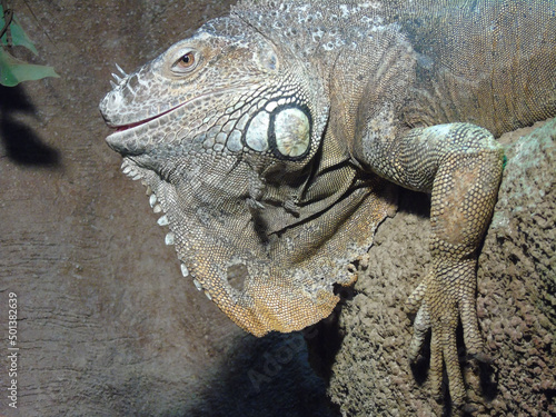 Common iguana on a rock photo