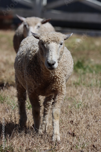 Fototapeta Naklejka Na Ścianę i Meble -  Domestic sheep approaching on a spring afternoon