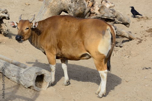 Banteng (Bos javanicus) walking on sandy ground photo