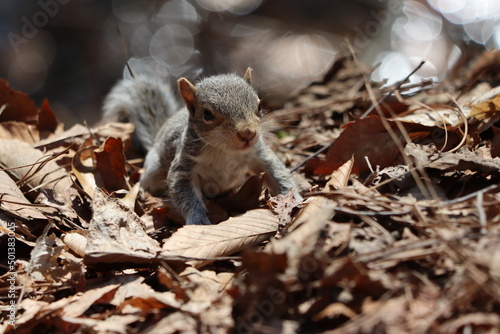 An adorable baby squirrel exploring 