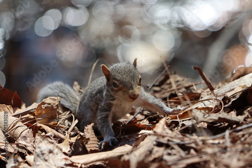 A young eastern gray squirrel crawling on fallen leaves with sun reflecting off of water in the background