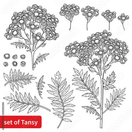 Set of outline Tansy or Tanacetum vulgare flower, buds and leaves in black isolated on white background. 
