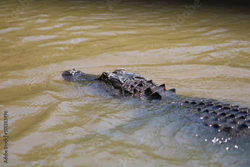 Alligator Swimming In The Pearl River Louisiana. 