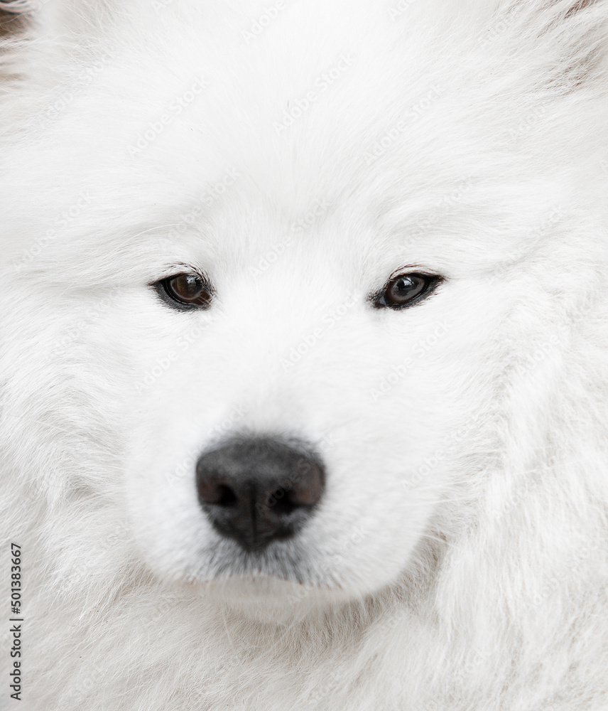 samoyed close-up beautiful dog with sharp eyes macro shot