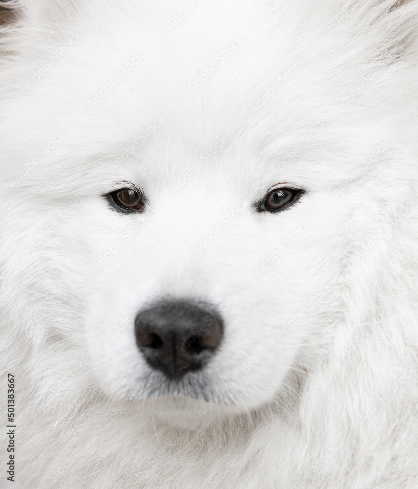 samoyed close-up beautiful dog with sharp eyes macro shot samoyed close-up beautiful dog with sharp eyes macro shot