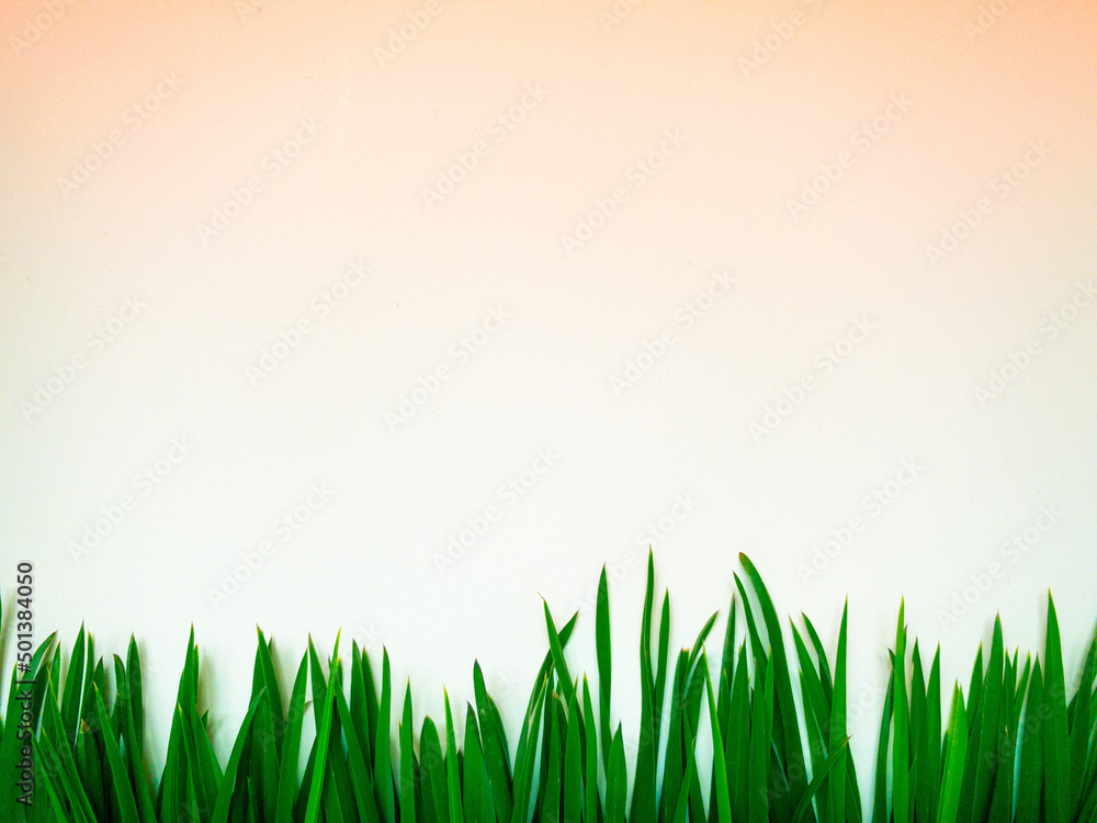 Fototapeta premium frame for text or image on a spring, summer theme