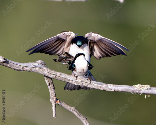Swallow Photo Stock. Swallow couple in courtship season and enticing her back displaying spread wings in their environment and habitat with blur background. Image. Picture. Portrait.