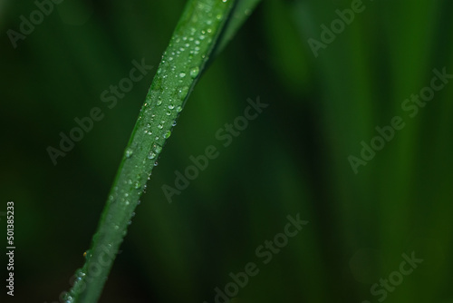 Dew drops on vegetation. Green grass with drops and bokeh. 