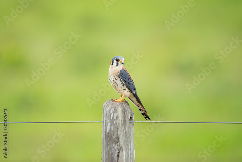 Bild auf Leinwand Sparrow kestrel perched on a wooden fence