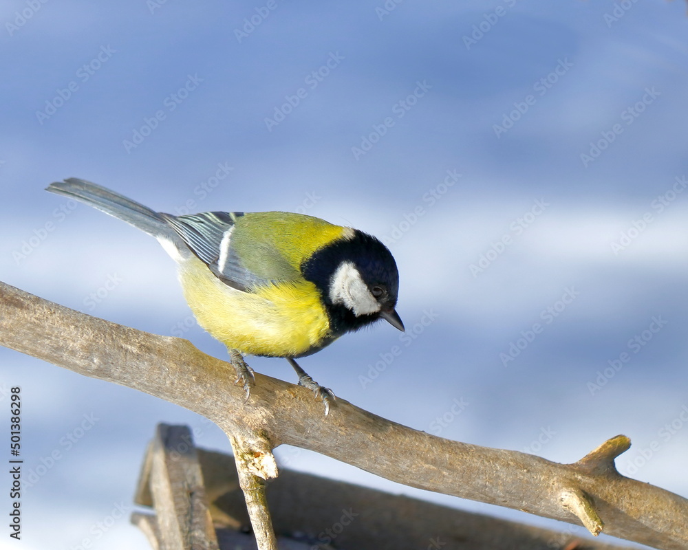 Obraz premium Bird titmouse on a withered branch against the sky. Close-up, birdwatching