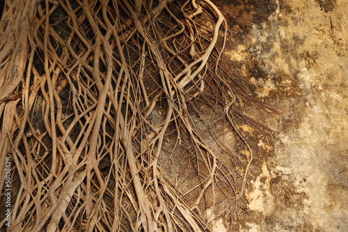 Beautiful view of the root of a banyan tree climbing over an old abandoned building on a sunny day