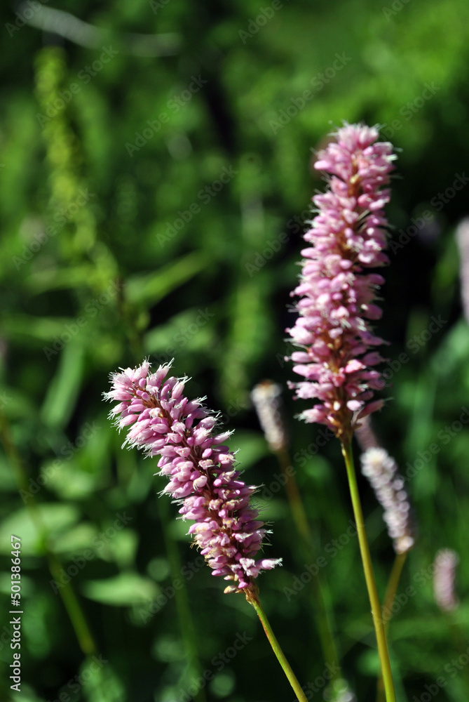 Fiore Fiore