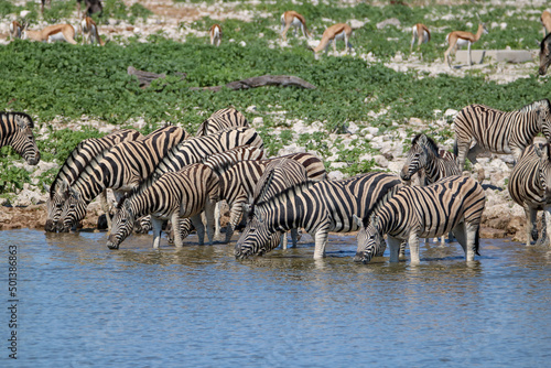 Zebra drinking water at Okaukuejo waterhole, Etosha National Park, Namibia © Kim
