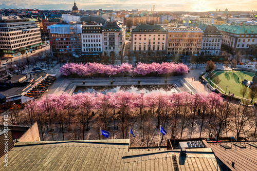 Photography Cherryblossoms in city, Stockholm Sweden