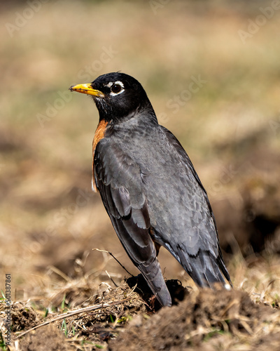 American Robin Stock Photo and Image. Robin bird walking on ground with a blur  background in its environment and habitat surrounding displaying plumage feather.