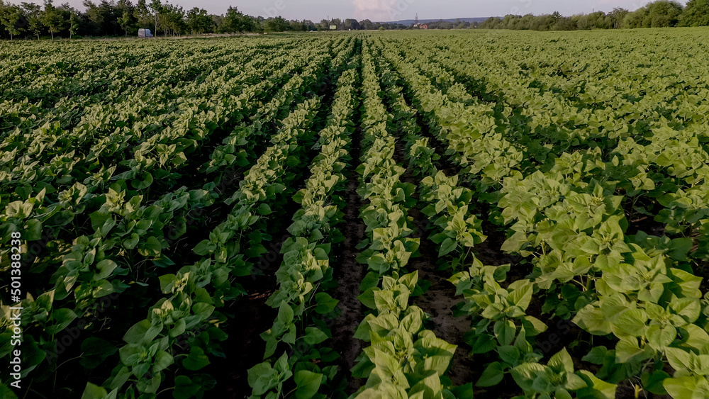 Top view of young sunflowers growing in the field. Rows of young green sunflower plants in a field, agriculture in summer Top view of young sunflowers growing in the field. Rows of young green sunflower plants in a field, agriculture in summer