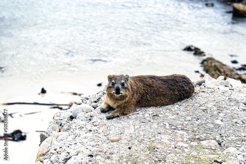 Closeup of a hyrax lying on a rock near the seashore photo