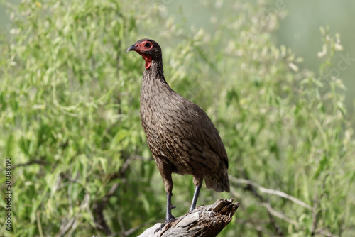 Closeup of a Swainson's Spurfowl (francolin) perched on a tree trunk photo