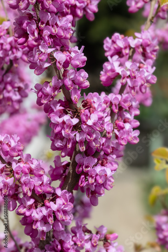 A close-up of pink flowers on Judas tree.