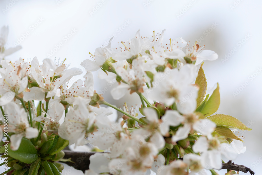Close-up shot of blooming cherry flowers on the tree branches Close-up shot of blooming cherry flowers on the tree branches