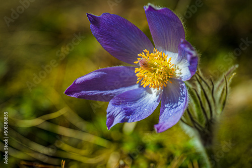 Принти на полотні Closeup shot of a blooming purple Eastern pasqueflower
