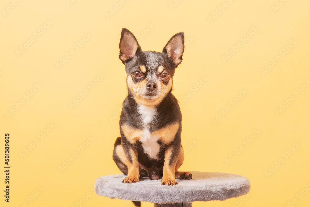 Photo of a Chihuahua dog on a yellow background. Pet, dog.